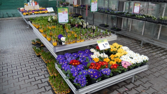 Blumen im März kaufen