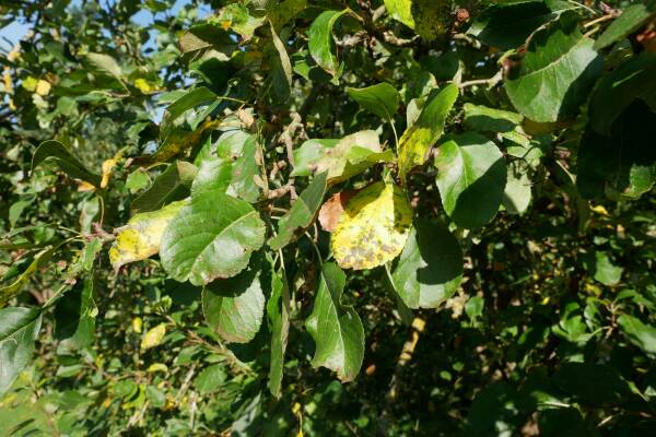 leil.de/di/pics/apfelbaum_laub_im_spaetsommer_21.jpg