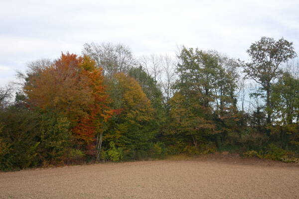 leil.de/di/pics/baueme_im_herbst_21.jpg