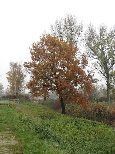 leil.de/di/pics/baum_im_herbst07.jpg