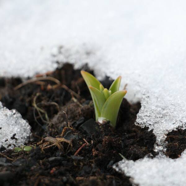 leil.de/di/pics/blume_geht_zwischen_schnee_auf.jpg