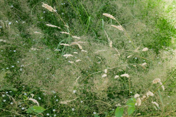 leil.de/di/pics/diverse_graeser_wiese.jpg