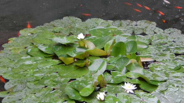 leil.de/di/pics/fische_in_teich_peking.jpg