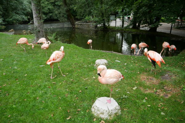 leil.de/di/pics/flamingos_tierpark_21.jpg