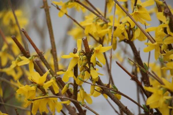 leil.de/di/pics/forsythien_bluete_2016.jpg