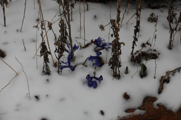 leil.de/di/pics/fruehlingsblume-im-schnee-2018.jpg