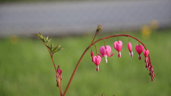 leil.de/di/pics/herzblumen(Dicentra)_2015.jpg