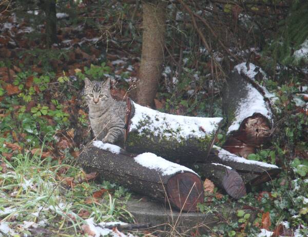 leil.de/di/pics/katze_im_garten_2018.jpg