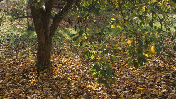 leil.de/di/pics/laub_unter_apfelbaum-19.jpg