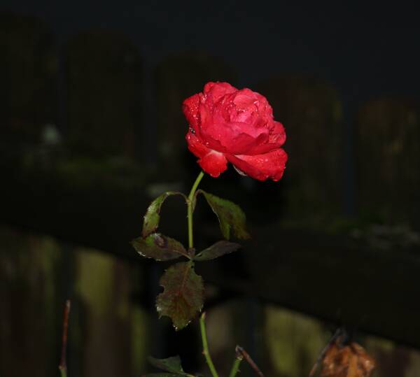 leil.de/di/pics/rose_im_herbst.jpg