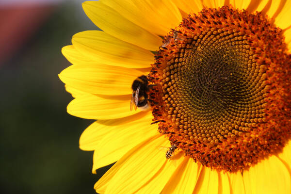 leil.de/di/pics/sonnenblume_08_15.jpg
