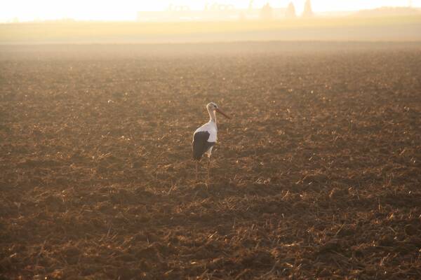 leil.de/di/pics/storch_nahe_plattling_2016.jpg