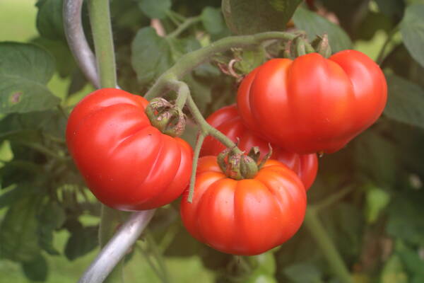 leil.de/di/pics/tomaten_2021.jpg