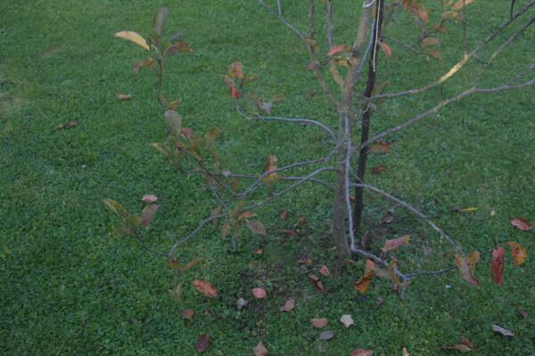 leil.de/di/pics/umgepflanzer_apfelbaum_oktober.jpg