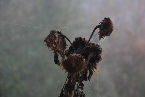leil.de/di/pics/verdorrte_sonnenblume_herbst.jpg