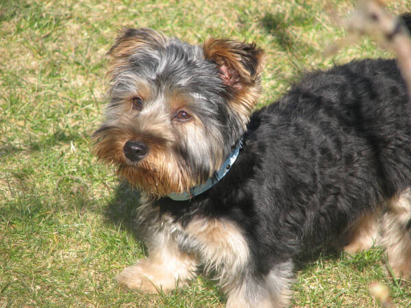 leil.de/di/pics/yorkshire_terrier_2008.jpg