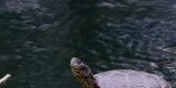 Sumpfschildkröte