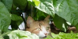 Katze im Gemüsebeet