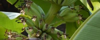 Bananen kurz vor der Ernte