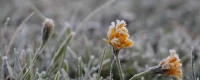 Blume im Frost