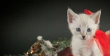Katze als Weihnachtsgeschenk?