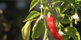 Chilischote an einer Chilipflanze