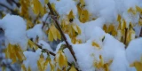 Forsythien im Schnee blühend