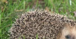 Igel
