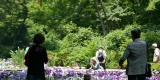 Japaner im Meiji Park