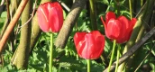 3 Tulpen