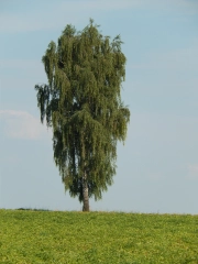 Baum im Sommer
