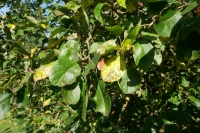 Blätter Apfelbaum