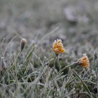 Blume im Frost