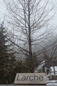 Lärche im Winter