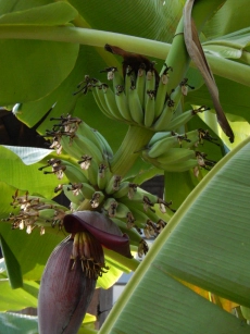 Bananen kurz vor der Ernte