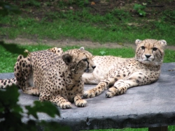 Geparden im Zoo