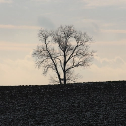Baum im November