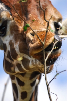 Giraffe Zungendreher