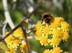 Biene auf gelber Blume