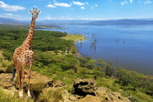 Kenai Giraffe und Landschaft