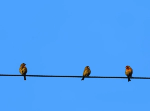 Vögel auf Stromleitung