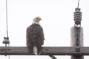 Adler auf Strommast