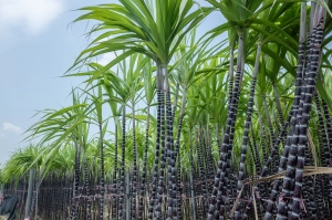 Zuckerrohr Plantage