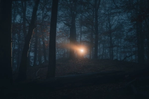 Licht nachts im Wald