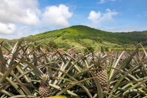 Ananas Anbau auf Mauritius