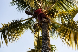 Kokosnüsse ernten - Mann auf Baum