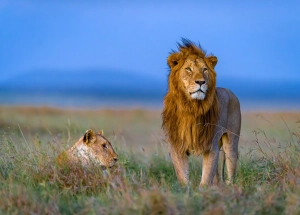 Löwen Männchen und Weibchen