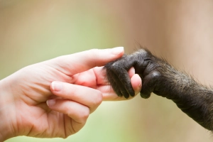Schimpanse gibt Mensch die Hand