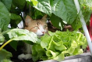 Katze im Gemüsebeet