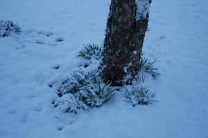 Stamm eines Apfelbaums - im Schnee